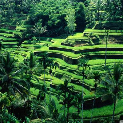 电玩舞会森林手机app下载